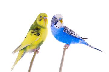 Wall Mural - wavy budgies sitting on a stick is isolated on a white