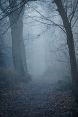 Poster - Beautiful shot of a frozen forest in winter