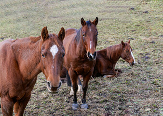 Sticker - Beautiful shot of a herd of horses in a field during the day