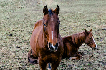 Sticker - Beautiful shot of a herd of horses in a field during the day