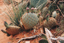 Closeup Of Cacti With Pink Buds In The Desert