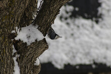 White-breasted Nuthatch Perching On The Tree Bark