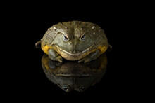 The Giant African Bullfrog Isolated On Black Background