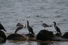 Group Of Cormorant And Seagull Birds Standing On Rocks In The Sea