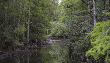 River Surrounded By Trees In Big Cypress National Preserve