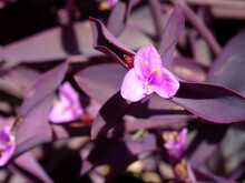 Purple Heart Plant Known Also As Purple Secretia And Purple Queen (Tradescantia Pallida In Latin) And Its Pink Flowers In Yalikavak, Bodrum, Turkey.     