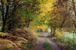 canvas print picture - Der Herbst verzaubert unsere Natur. Kleinschmallalden, Thüringen, Deutschland, Europa --
Autumn enchants our nature. Kleinschmallalden, Thuringia, Germany, Europe