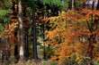 canvas print picture - Der Herbst verzaubert unsere Natur. Kleinschmallalden, Thüringen, Deutschland, Europa --
Autumn enchants our nature. Kleinschmallalden, Thuringia, Germany, Europe