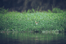 A Northern Jacana Bird Flying In The Jungle River Grasses