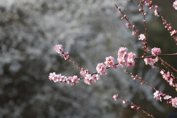 Wall Mural - Almond tree blossom