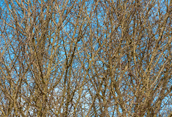 Wall Mural - many leafless branches on a blue sky background