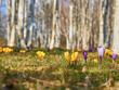 Krokusse, Krokusse um im Birkenwald, Frühjahr Blumen