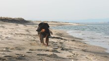 A Girl In A Jacket Runs And Fools Around On The Beach By The Sea With A Rottweiler Dog