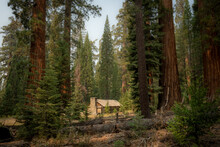 Large Cabin In A Grove Of Sequoia Trees
