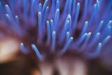 Blue flower tentacles close up