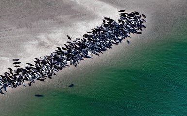 Wall Mural - Gray and Harbor Seals Hauled out at Chatham, Cape Cod Aerial