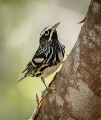 Wall Mural - A black and white warbler perched on the side of a tree limb during spring bird migration in Florida. 