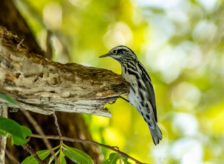Wall Mural - a black and white warbler perched on the side of a tree limb searching for insects.