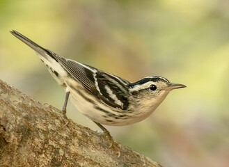 Wall Mural - a black and white warbler bird perches on the side of a tree limb.