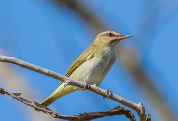 Wall Mural - a south florida specialty, the black whiskered vireo nests in the florida keys during the summer mon