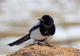 Wall Mural - a black-billed magpie bird sits on a rock boulder in estes park colorado during winter in the rocky 