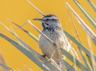 A cactus wren sitting on a desert plant in Tucson Arizona. 