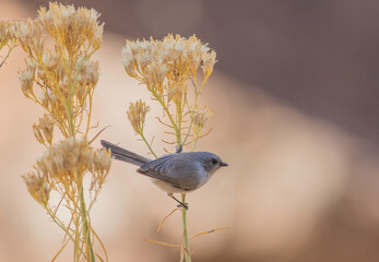 Wall Mural - a close-up of a bushtit bird perched on the stem of a flower in zion national park in utah during au