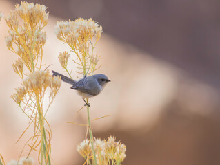 Wall Mural - a bushtit bird perched on a flower stem in zion national park in utah during autumn.