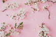 Spring concept made of branches with spring flowers on pink. Flat lay