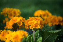 Closeup Of Orange Primrose In A Public Garden