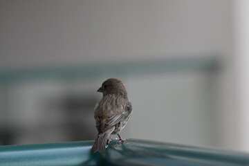 Wall Mural - sparrow sitting on a green balcony railing with a blurred background