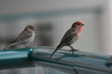 Wall Mural - pair of house finch sitting on a balcony railing with blurred background in the tropics