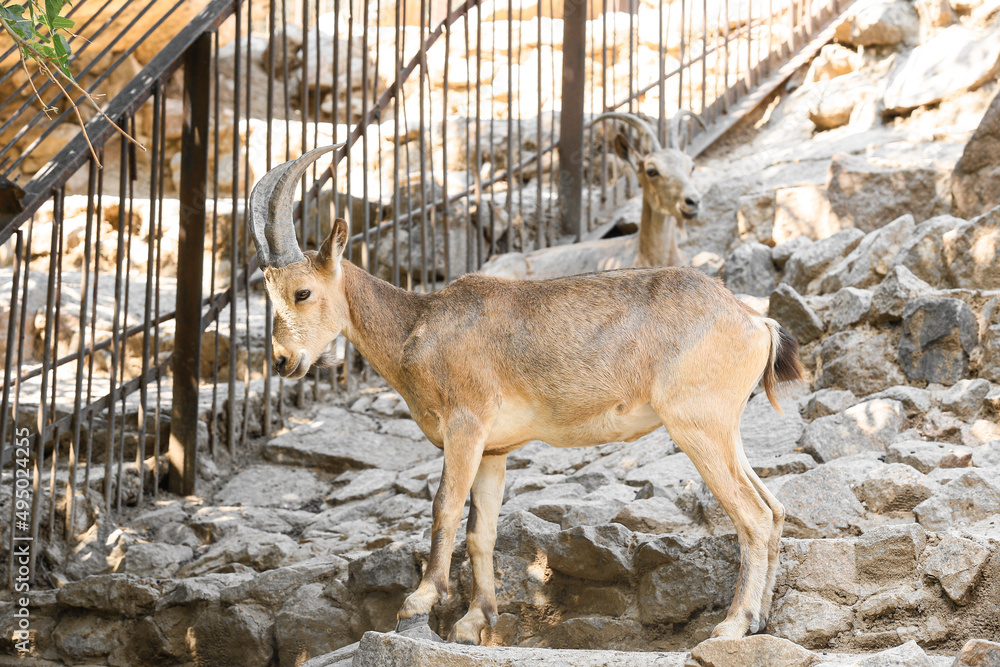 Wild goat in zoological garden