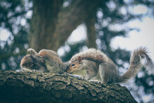 English Grey Squirrel In The Park