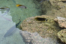 Birds Eye View Of Assorted Reef Fish Swimming In Shallow Water Near Coral Reef Ledge