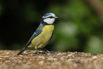 Wall Mural - A beautiful Blue Tit, Cyanistes caeruleus, perched on a  concrete bridge in spring.
