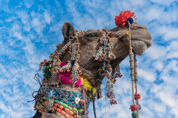 Wall Mural - Decorated camel head in desert Thar during the annual Pushkar Camel Fair near holy city Pushkar, Rajasthan, India