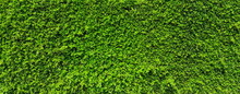 Green Leaf Plant Wall, Long Green Hedge Or Green Leaves Wall. 
