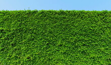 Green Leaf Plant Wall, Long Green Hedge Or Green Leaves Wall. 