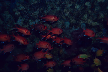 Wall Mural - coral fish in the red sea underwater photo