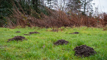 A Collection Of Mole Hills On A Grass Pasture