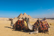 Amazing View to the One of the Wonders of the Ancient World - Great Pyramids of Giza with Camels and Bedouins, Egypt