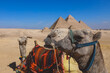 Amazing View to the One of the Wonders of the Ancient World - Great Pyramids of Giza with Camels and Bedouins, Egypt