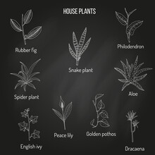 Set Of Ornamental And House Plants