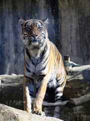 Wall Mural - The female Sumatran Tiger, Panthera tigris sumatrae, stands on a trunk and observes the surroundings