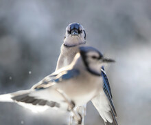 Blue Jay In Nature During Winter