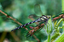A Beautiful Adult Dragonfly From The Aeshnidae Family Perched On An Undeveloped Flower. Surrounded By Greenery And Trees.
