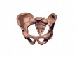 3D-rendering of the human pelvis