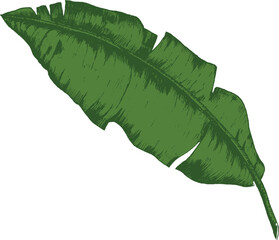 Tropical Palm Leaf Hand Drawn Illustration