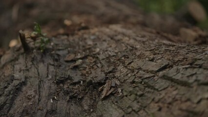 Wall Mural - Slow motion shot of fallen tree closeup